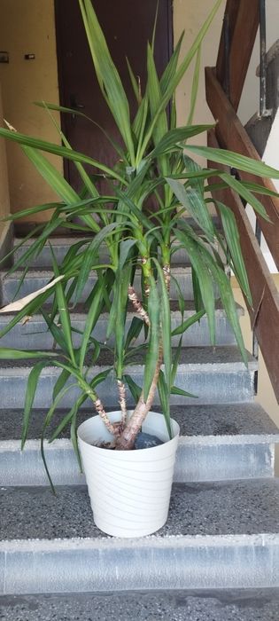 Палми Юка 40 до 180см