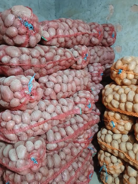 Vand cartof alb si rosu recent sortat