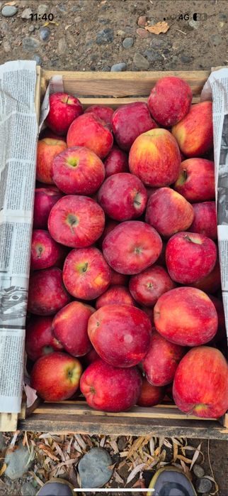 Продам яблоки оптом