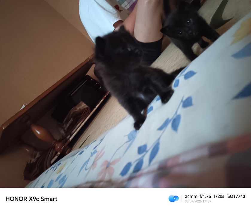 Котята Бесплатно! Mushuklar Bepulga!