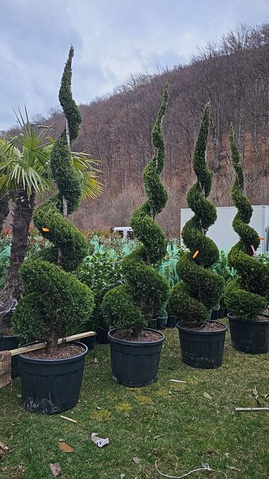 Bonsai pon pon, spirale din tuia, spiralate, tri ball, tuia bile forme