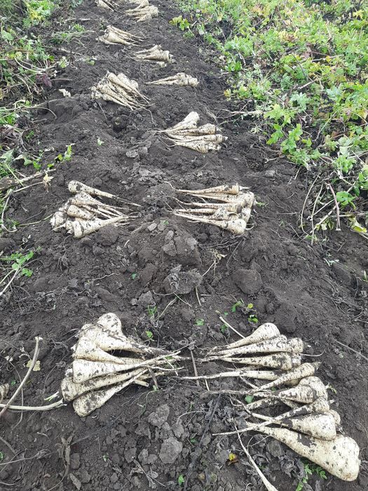 Vând     păstârnac