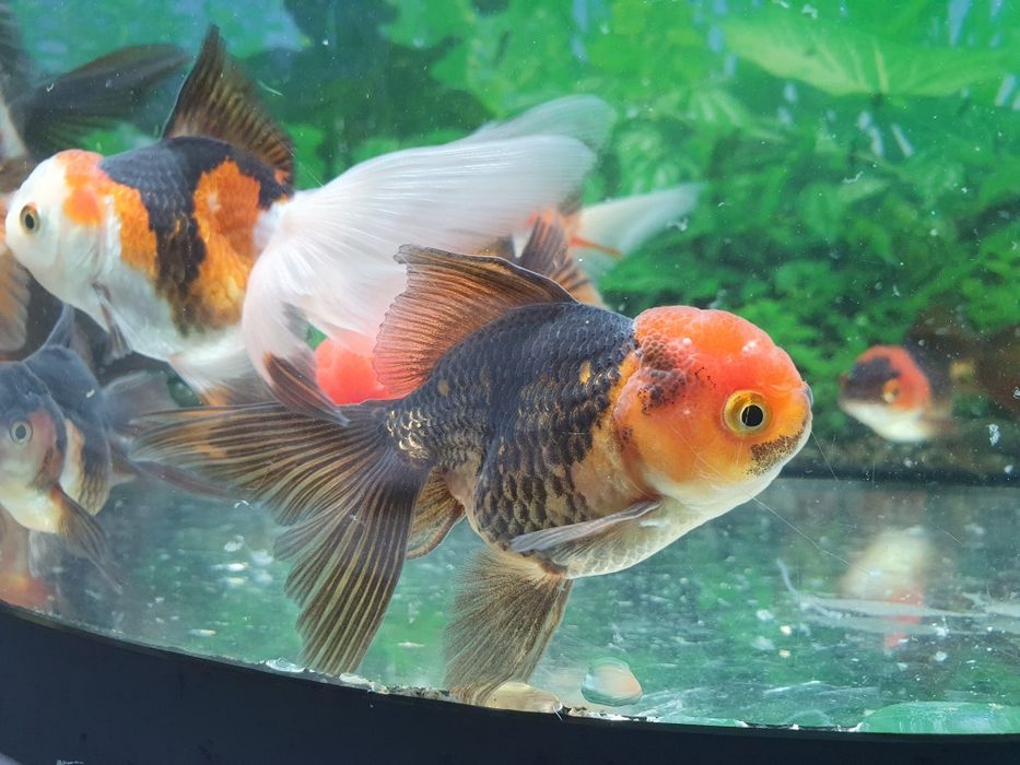 Carasi Oranda diverse culori