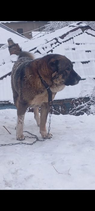Тобет старотипная девочка