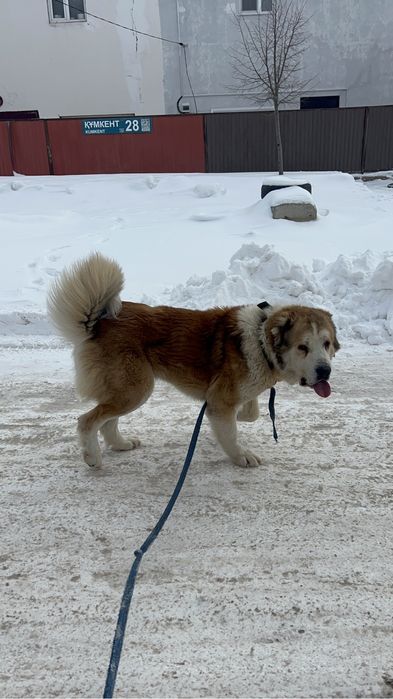 На вязку кобели сао. Кв.