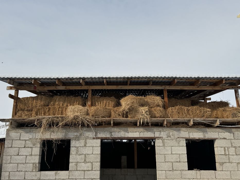 Продам Жонышка клебрь