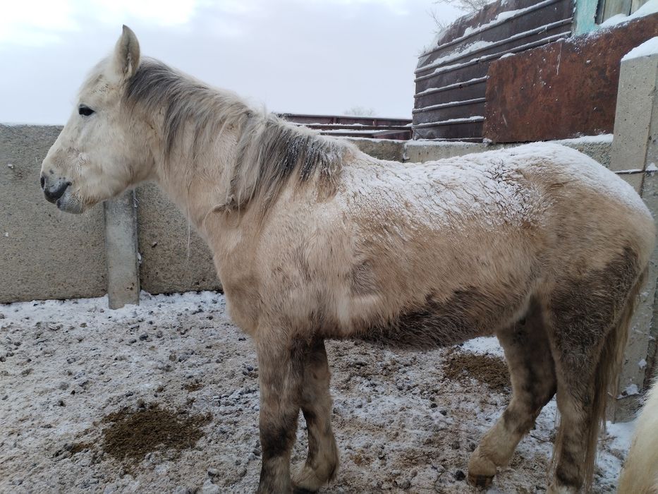 Сельхоз животное