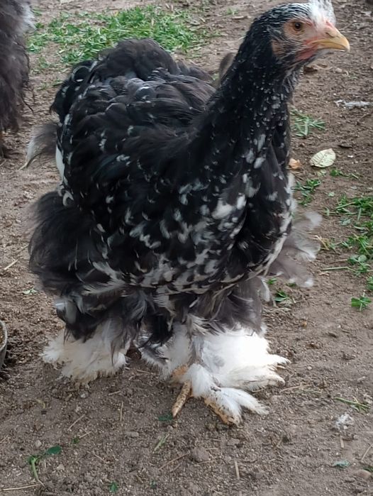Vand cocosi si puici conchinchina urias