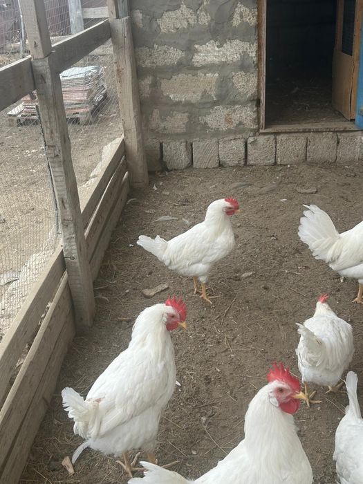 Әтеш парода леггорн