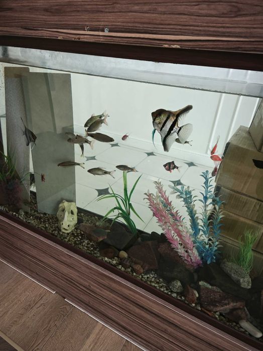 Аквариум большой