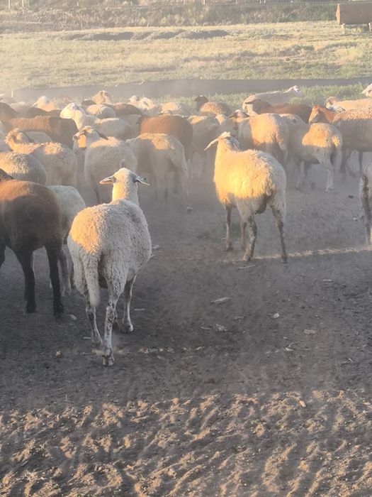 Продам срочно Баранов