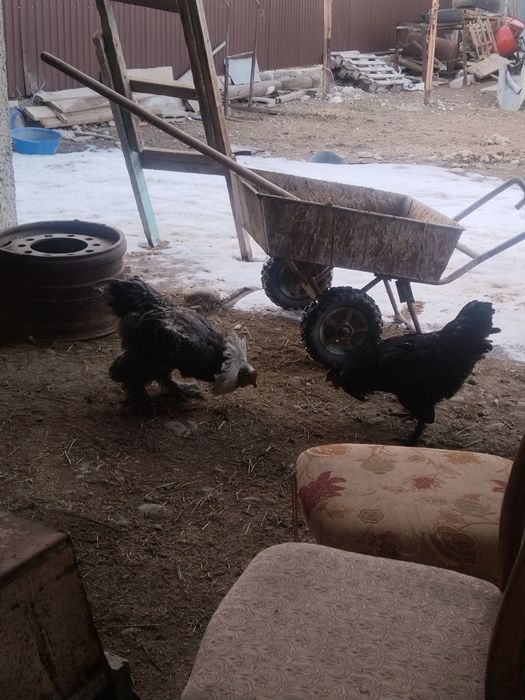 Петух әтеш сатамын брама