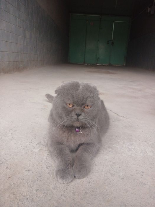 Skotish fold 10 oylik