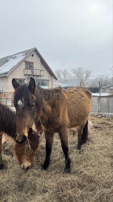 Продам кобылку 2 года