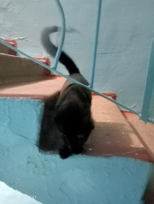 Кот в хорошие руки