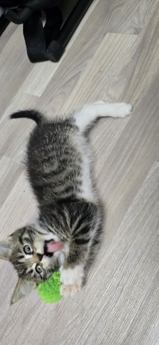 Отдам в добрые руки котят