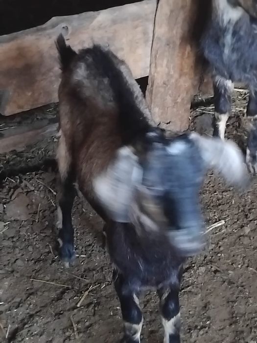 Продам козлов на откорме