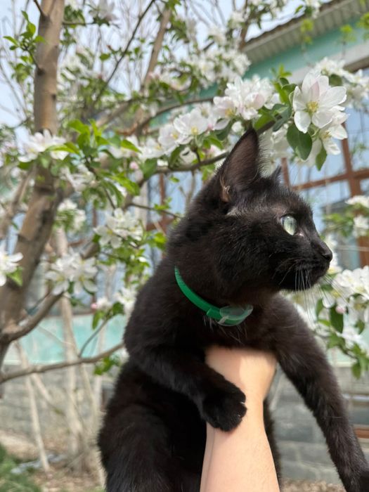 Отдам стерилизованную кошку