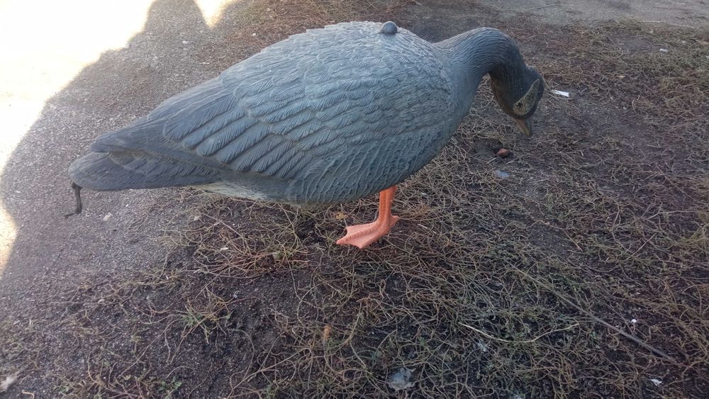 Продам чучела гусей.