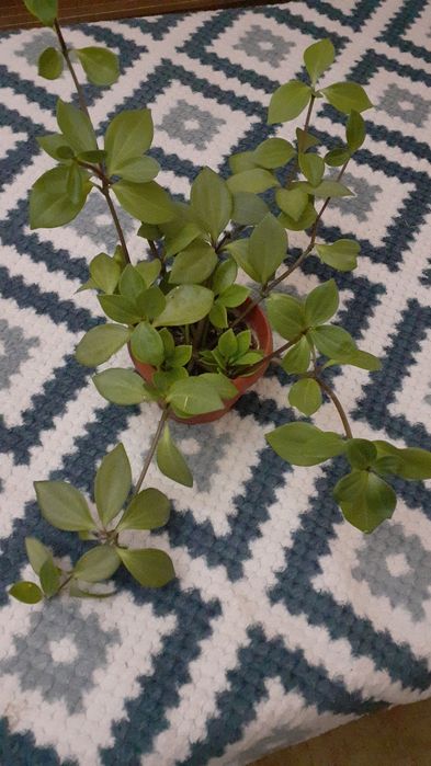 Большой выбор.Цветы для подарка