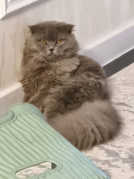 Кот Симбо гарантировно