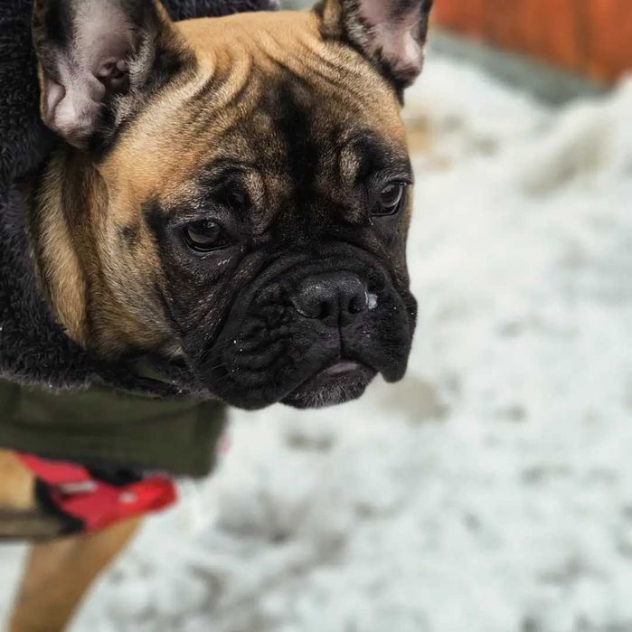 Bulldog francez femela