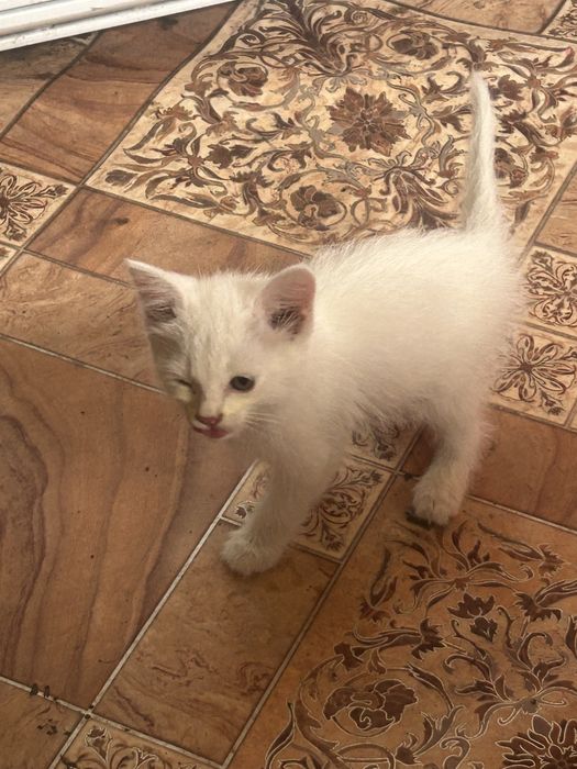 Отдам котенка девочку