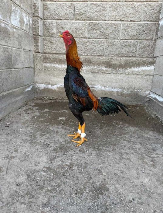 Дакан бойцовый    .