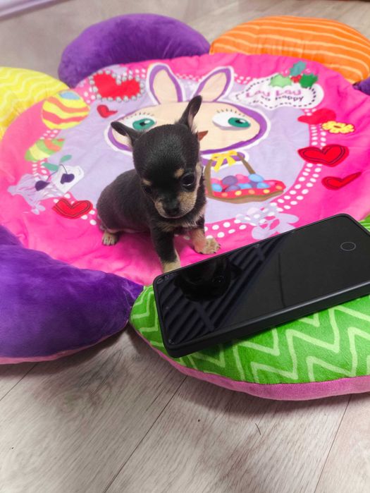 Продаётся мальчик Чихуахуа темно лилового подпалого окраса