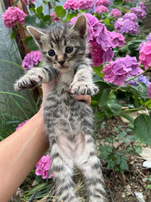 Малки котенца търсят дом