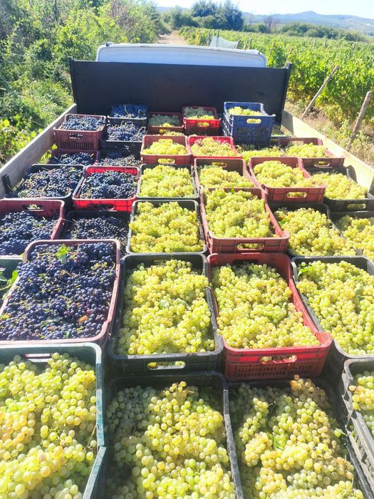 Strugurii de vin