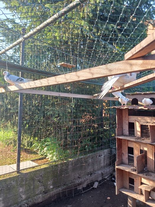 Porumbei gălățeni