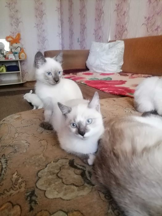 Кошечки и котик, сиамские.