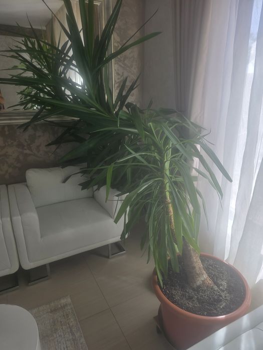 Vanzare floare in ghiveci de camera.