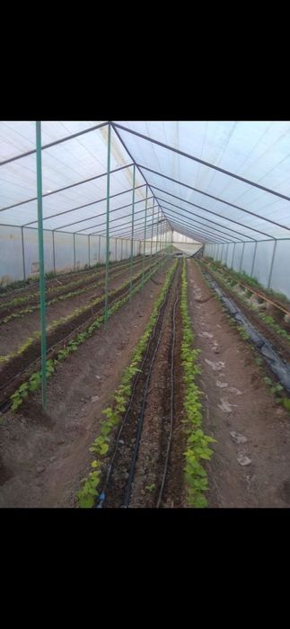 6900$ Участка сотилади 10 сотихли, 5 хонали уйи билан  (1 сотих нархи