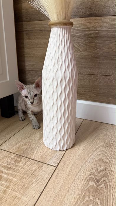 Сфинкс котенок браш