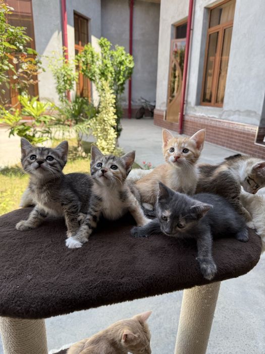 котенок