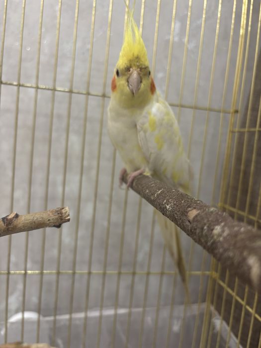 Попугай карелла. С клеткой.