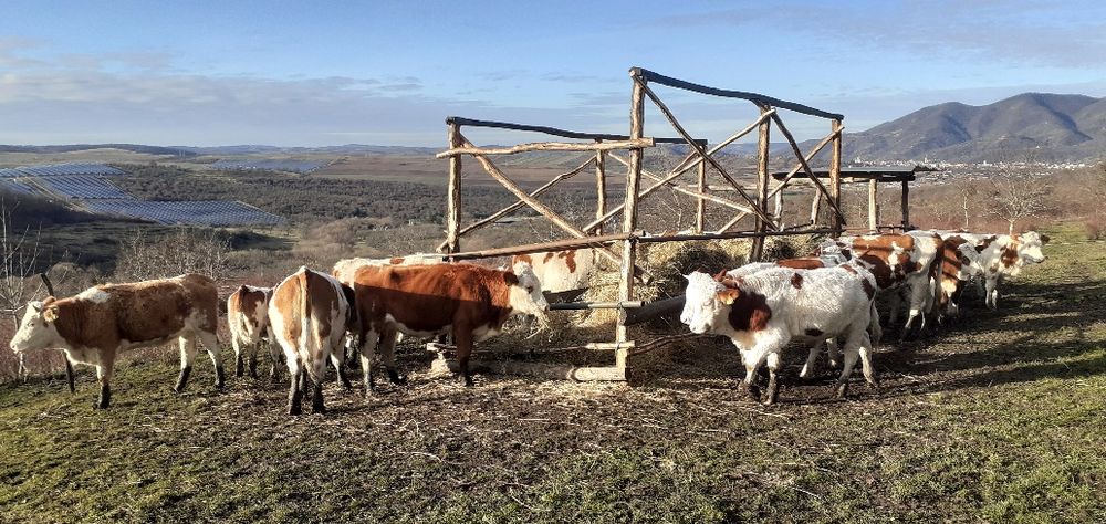 Vaci, juninci, Tăurași