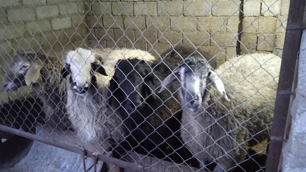 Бағылған қошқарлар сатылады