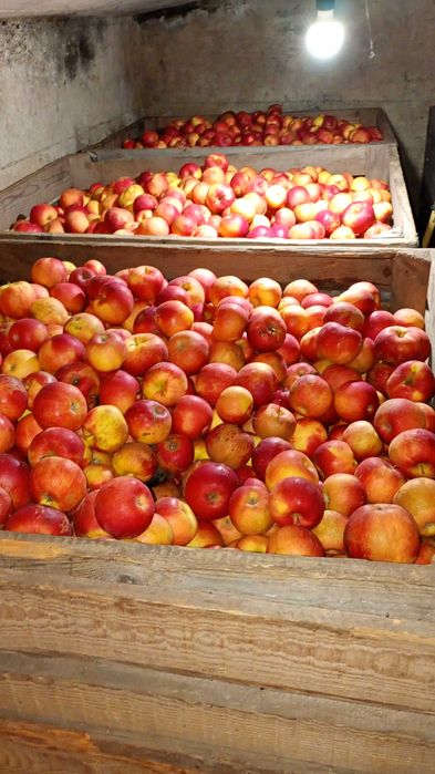 Vând mere Florina și Idared