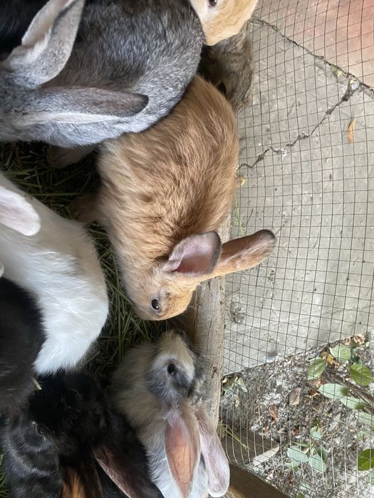 Quyonlar bor 80.000dan