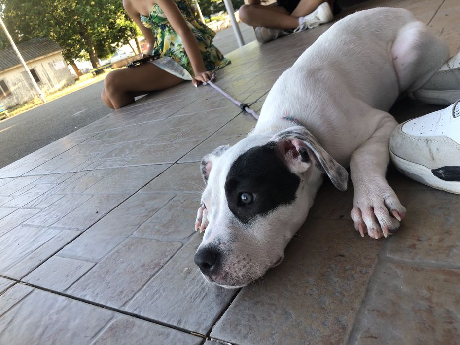 Продава се Pitbull Terrier