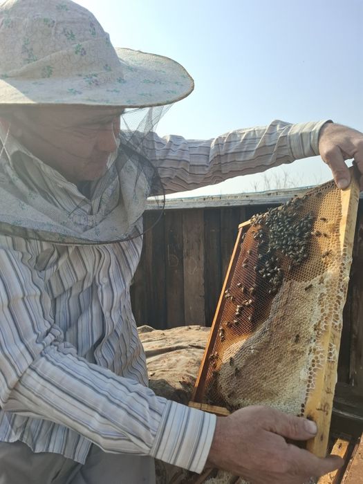 Продажа пчел. Живые.