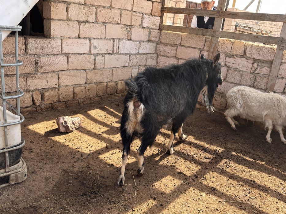 Продается теке (козел) занен
