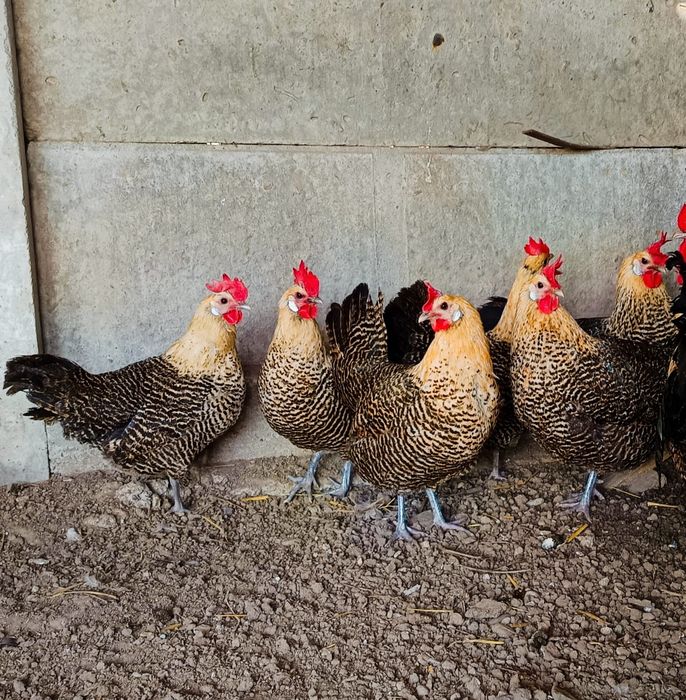 Ouă incubat găini vorwerk și brakel auriu