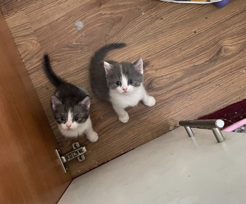 Отдам котят в добрые руки