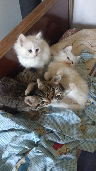 Отдам в хорошие руки котят