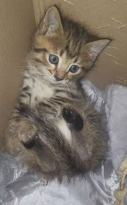 Бесплатно отдам в добрые руки котенка
