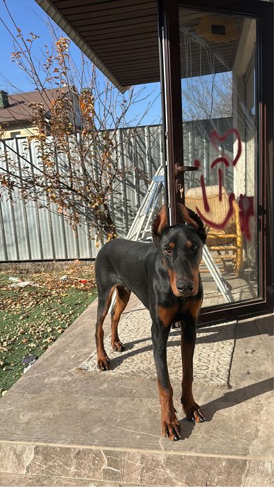 Собака Доберман 8 месяцев